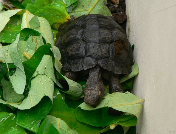 93- Jeune tortue, 200 ans d'esperance de vie 